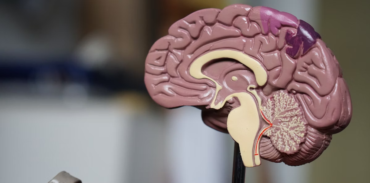 Brain anatomy model showing biological age